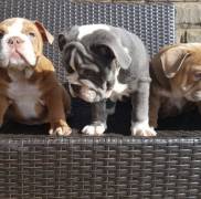 amazing English bulldog puppies for sale 