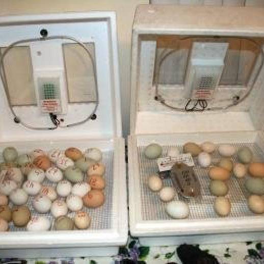 Fertile Bird Eggs For Sale Pictures