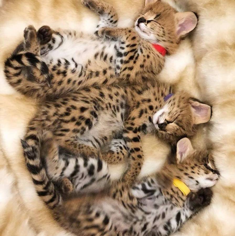 serval and caracal kittens for sale in Allenby Gardens for 3,500.00