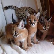 serval and caracal kittens for sale
