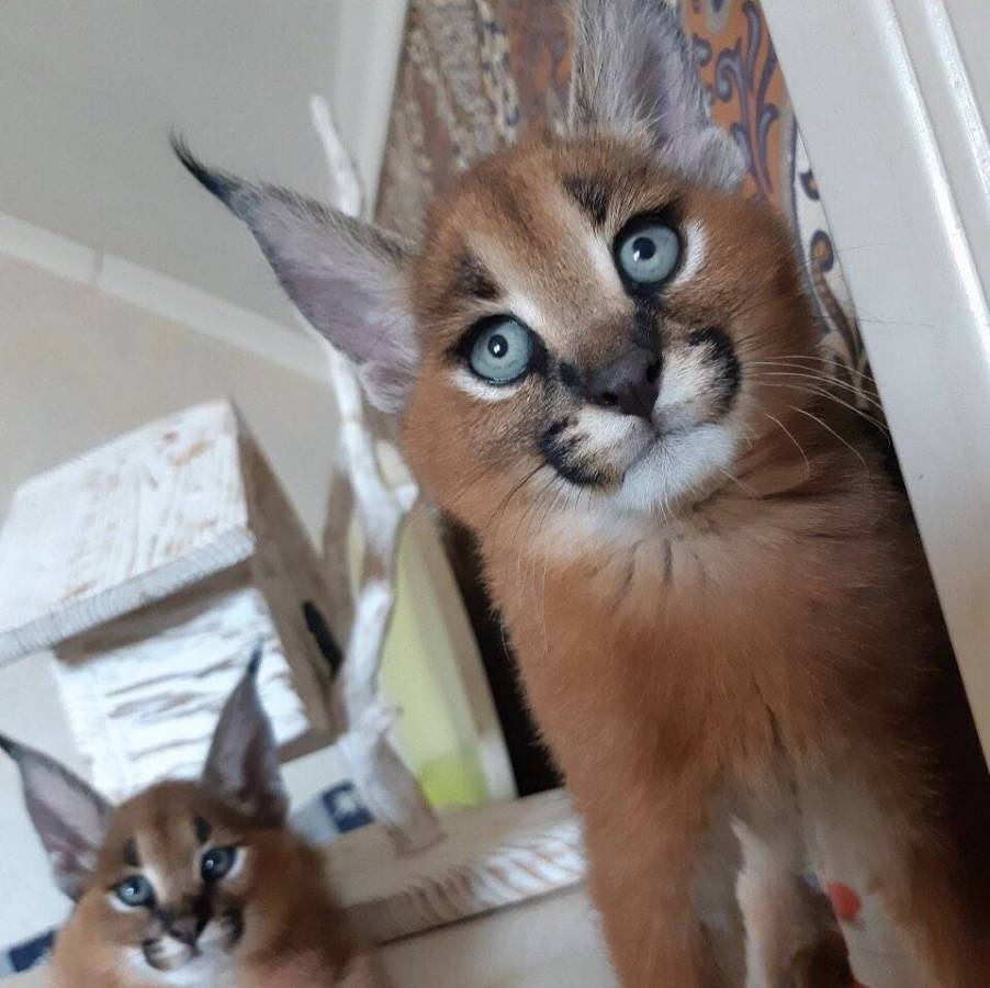 serval and caracal kittens for sale in for 3,500.00