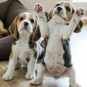 Gorgeous Beagle Puppies For Sale