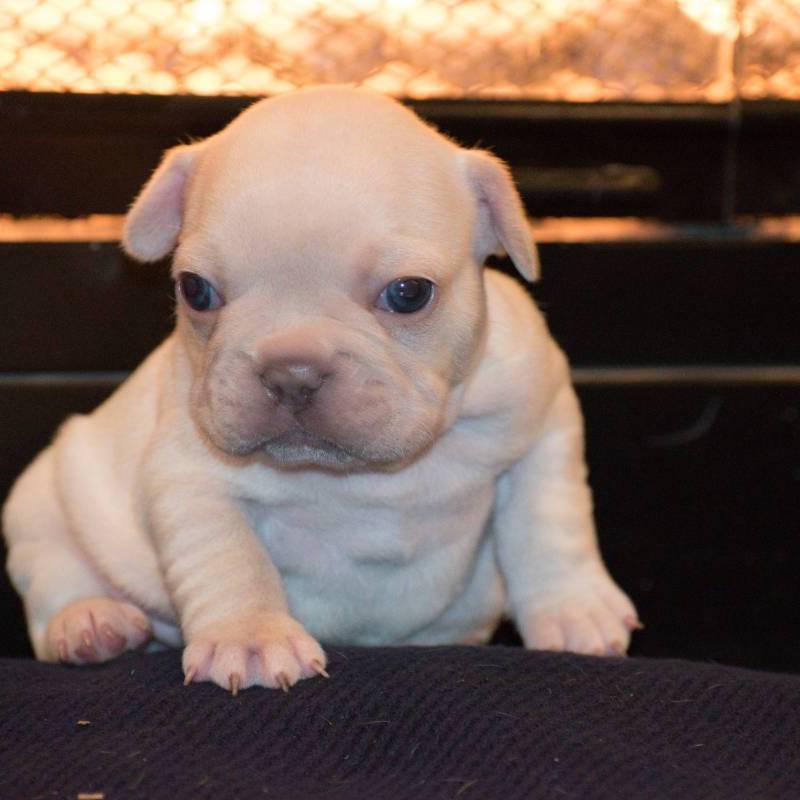 German Bulldogs for sale in for 2,500.00
